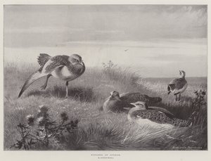 Bustards at Sunrise
